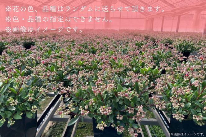 【2027年2月より順次発送】須貝花園 カランコエ 1鉢(7号鉢)｜カランコエ 花 季節の花 須貝花園 先行予約 茨城県 行方市(C-3)