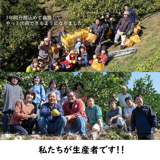 【先行予約】生産者直送 土佐文旦 約9.5kg [2L～4L] 家庭用 ＜2027年1月下旬より発送＞ 家庭用 文旦 柑橘 みかん フルーツ 果物  産地直送 お取り寄せ 人気 【土佐文旦産直協同組合】