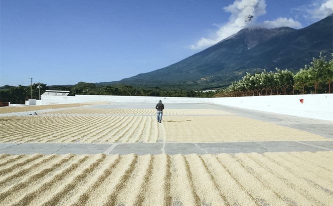 【定期便6ヶ月】コーヒー 粗挽き（フレンチプレス用）1袋 200g キノシタショウテン コーヒー豆 珈琲豆 