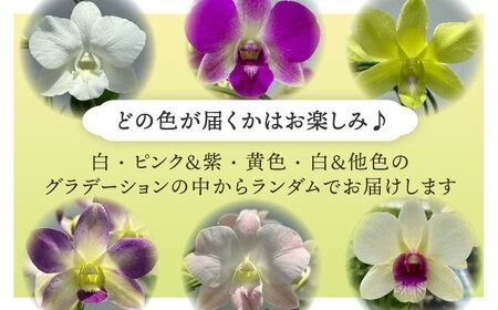 【 30セット 限定 】 デンファレ （ 洋蘭 ） 3本 立ち  《糸島》【和饗エコファーム株式会社】蘭 洋蘭 デンファレ 花 インテリア お祝い 贈り物 [AVI004]