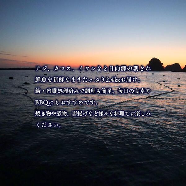 【6ヶ月定期便】大和海商の朝どれ鮮魚小魚パック 2.4kg N072-YE093
