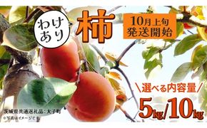 《 選べる 内容量 》【 訳あり 】 柿 約5kg/ 約10kg 【2026年10月上旬発送開始】(茨城県共通返礼品：大子町) 柿 かき カキ 果物 フルーツ 旬 季節限定 期間限定