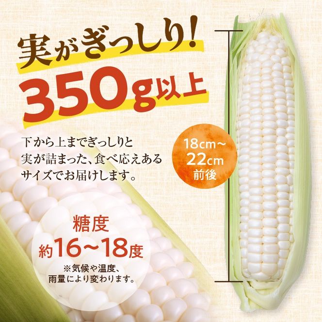 【2026年8月～発送開始！】北海道十勝清水町産 白いとうもろこし ホワイトショコラ サイズ混合 10～12本_S021-0018