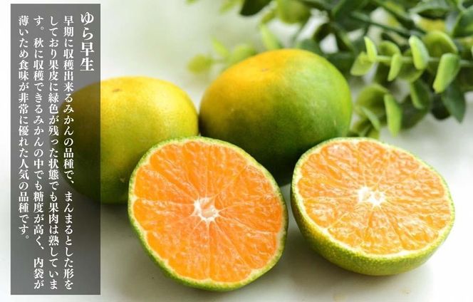 ゆら早生 みかん 箱込7.5kg (内容量 6.8kg) SMLサイズのいずれか 秀品 優品 混合 有田みかん 和歌山県産 【みかんの会】 AX364