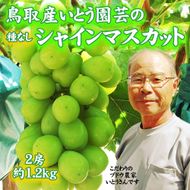 農家直送 鳥取いとう園芸産 シャインマスカット 2房で約1.2kg 312011_GH001