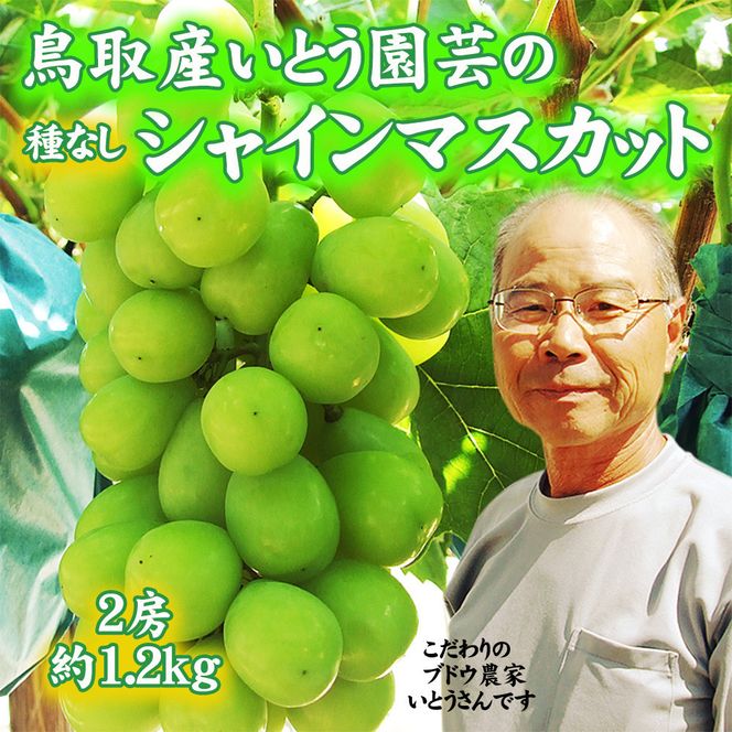 農家直送 鳥取いとう園芸産 シャインマスカット 2房で約1.2kg 312011_GH001