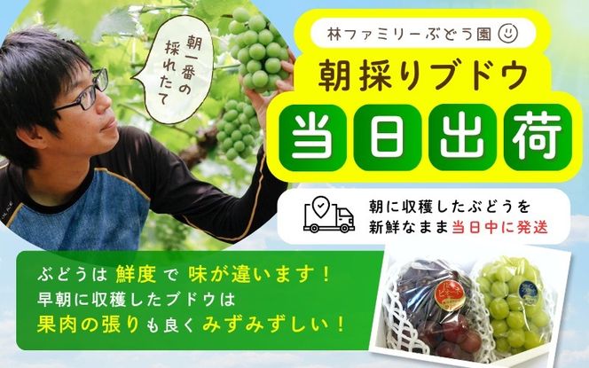  ※2026年の予約です！※ 岡山県産 林ファミリーのシャインマスカット 500g以上（1房）【2026年先行予約】 / ブドウ ぶどう 岡山 真庭市 マスカット 葡萄 果物 フルーツ 新鮮 人気 数量限定 お買い得 家庭用 お試し たっぷり ぶどう専門 【hfbd0009-01】