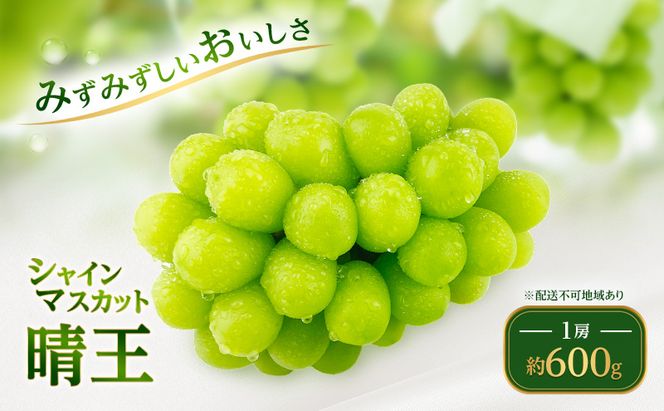 ぶどう 2026年 先行予約 シャイン マスカット 晴王 1房 約600g ブドウ 葡萄  岡山県船穂産 国産 フルーツ 果物 ギフト デザート 食後 酸味が少ない 産地直送