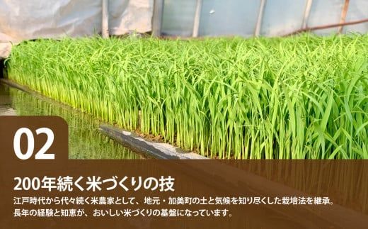 【無洗米】【10kg×2回 計20kg】 米 宮城県産 ひとめぼれ 10kg 定期便 《 令和7年産 新米 》 白米 精米 ご飯 ごはん コメ こめ お米 小分け 家庭用 結心ファーム [ 宮城県 加美町 ]  
