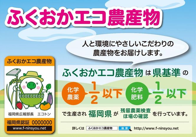 【来年度受付予約：2026年6月より発送】とうもろこし 農家直送！SDGs米糠堆肥で作った環境に優しいメロンより甘い 博多あまっコーン ご家庭用 カット品 4.5キロ以上 (12～20本) /酒見農産/トウモロコシ ※配送不可：離島