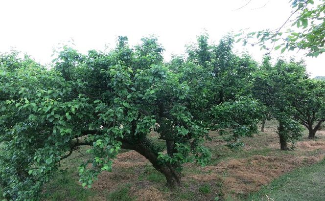 仁科農園産 南高梅（青梅、秀、大）「特選 里山グリーンエメラルド」6kg箱 梅 うめ ウメ エキス 梅酒 梅干し