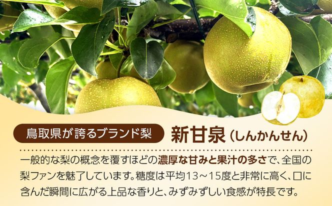 1256.【2026年度発送先行予約】数量限定　新甘泉　3kg 313726_CS002