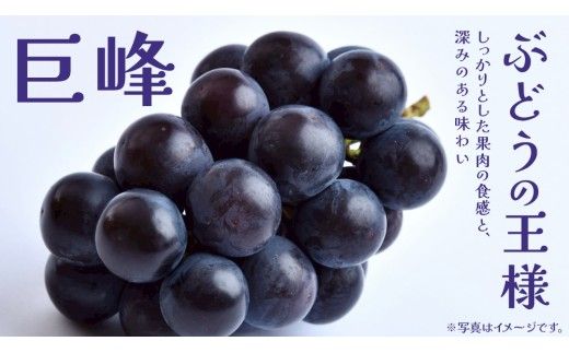 巨峰 2.5kg (4～6房)【2026年8月下旬発送開始】(茨城県共通返礼品：大子町) ぶどう 葡萄 ブドウ フルーツ 果物 スイーツ