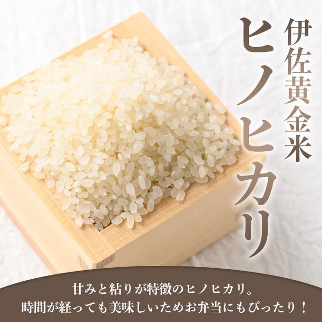 isa793 《数量限定・12回定期便》令和7年産 小北農場の新米 伊佐黄金米〈ヒノヒカリ〉(計120kg・5kg×2袋×12回) 鹿児島 伊佐 新米 お米 120kg 定期便 12回 特別栽培米 伊佐米 白米 ヒノヒカリ ひのひかり おにぎり ごはん  【小北農場】