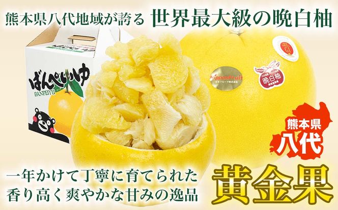 【先行予約】 熊本県八代市産 晩白柚 Lサイズ 3玉入り 約5kg 果物 くだもの フルーツ 柑橘類 青果物 特産品 お取り寄せ 【2025年12月中旬より順次発送】