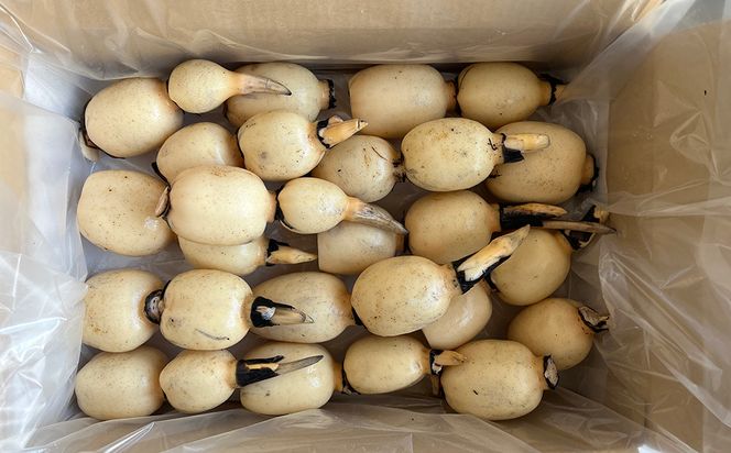 鈴木農園の新物れんこん ご家庭用・使い勝手よし 2kg 炒め物、サラダ、付け合わせに