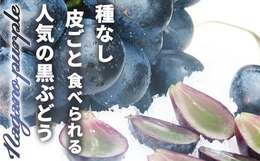 ナガノパープル 約2kg (約3～6房) 《黒岩果樹園》■2025年発送■※8月下旬頃～9月下旬頃まで順次発送予定