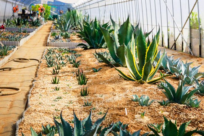 鹿嶋市産アガベ！パリー・ホーチエンシス『ウェイクフィールド』【観葉植物 自然 お庭 インテリア 多肉 アガベ 5号 鉢 ナチュラル 20000円以下】（KCP-8）