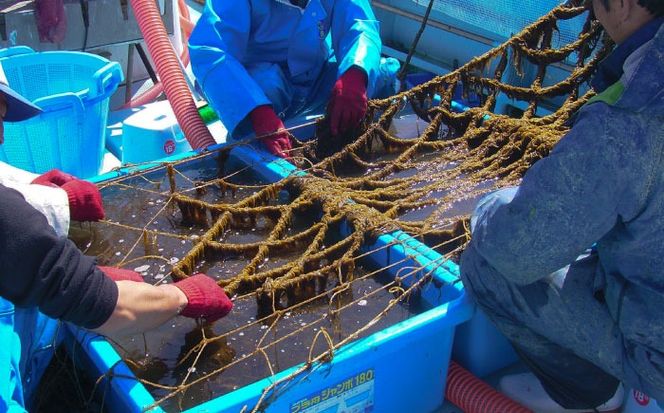 糸島産ふともずく（ソウメンノリ）100ｇ×4P　糸島市 / 糸島漁業協同組合芥屋支所 モズク 海藻[AHR001]