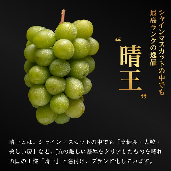 ぶどう 2026年 先行予約 ご家庭用 シャイン マスカット 晴王 優品 2房入り（1房 530g以上 露地栽培） ブドウ 葡萄  岡山県産 国産 フルーツ 果物 岡山の葡萄 