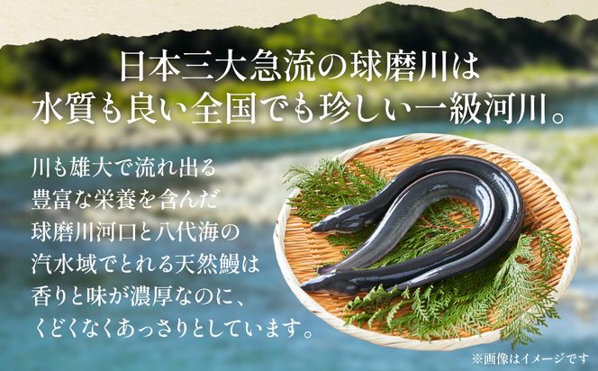 熊本県 八代市産 天然青うなぎの蒲焼 蒲焼セット 2尾（90g～110g×2） 自家製うなぎのタレ 鰻 ウナギ うなぎの蒲焼 丑の日 国産 うな丼 うな重
