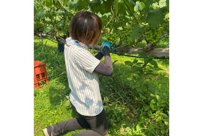 【先行予約】小玉スイカ 姫まくら 1玉（1.5kg以上）（2026年7月上旬～発送） 果物 くだもの すいか スイカ 西瓜 甘い ふるさと納税 スイカ ふるさと納税 フルーツ ふるーつ 農家直送 果樹園直送 生産者応援 農家応援　BF00007