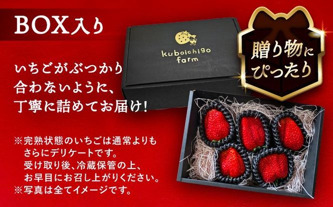 【先行予約】 ＼毎年12月より順次発送／ 大玉 紅ほっぺ 5粒〜6粒程度 いちご 果物 フルーツ 愛西市 / くぼ苺農園 【配達不可：北海道・沖縄・離島】[AECJ011]