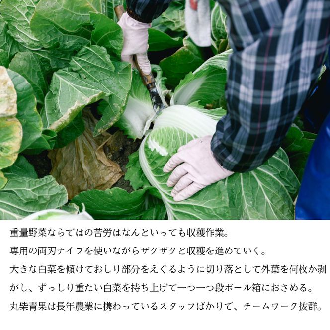 瀬戸内 牛窓産 白菜 約15kg（5～6玉） 野菜 はくさい 