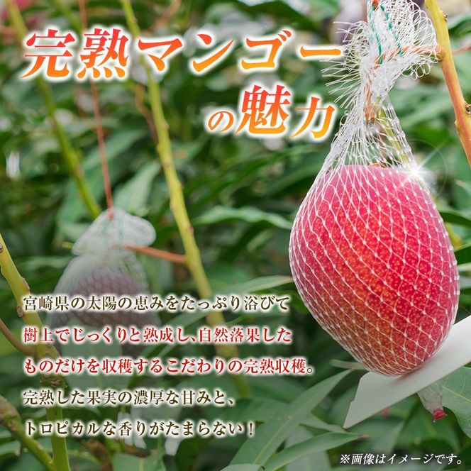 【定期便・全2回】完熟マンゴーとシャインマスカット定期便（マンゴー 完熟マンゴー アップルマンゴー ブドウ ぶどう マスカット 定期便）