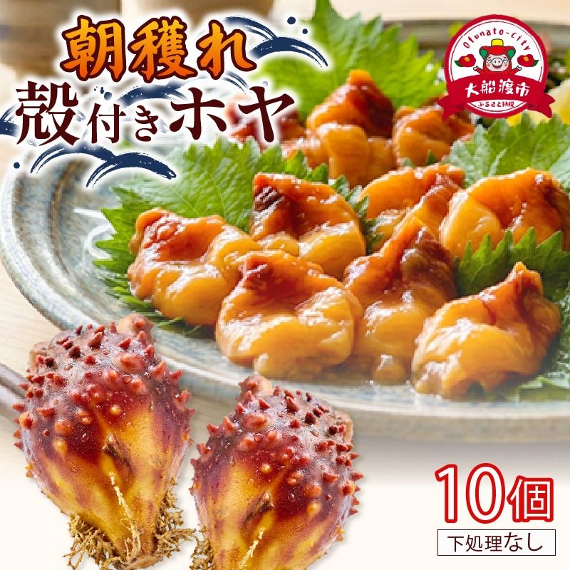 大船渡産 冷蔵 殻付きホヤ 10個 産地直送 朝どれ ほや 海鞘 海産物 海鮮 魚介 魚介類 珍味 大船渡 被災 災害 三陸 岩手県 国産