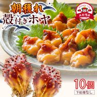 大船渡産 冷蔵 殻付きホヤ 10個 産地直送 朝どれ ほや 海鞘 海産物 海鮮 魚介 魚介類 珍味 大船渡  被災 災害 三陸 岩手県 国産