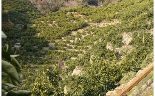 ＼光センサー選別／ 【訳あり】ちょこっと訳あり不知火デコポン 約5kg【ご家庭用】 先行予約 訳あり デコポン みかん ※2026年2月中旬より順次発送予定（お届け日指定不可）【nuk120D】