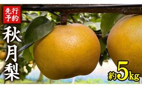 《 先行予約 》 茨城県産 梨 秋月 （ 約5kg ） 【 2026年 9月上旬頃より発送開始 】 あきづき アキヅキ フルーツ 果物 なし ナシ 旬 新鮮 旬 期間限定 国産 [CK003us]