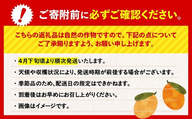 ＜容量選べる＞旬の朝採り！ 鹿児島 桜島産びわ 1～3箱（秀品）　K343-001_SKU