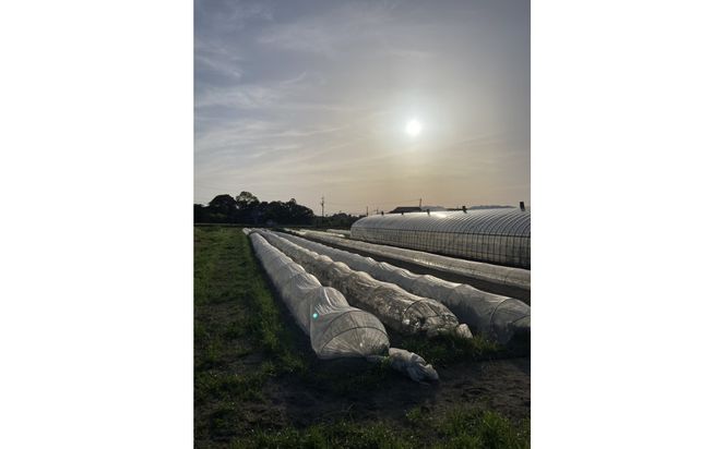 【SPIRA FARM】季節の野菜セット10～12品目入り《農薬・化学肥料は畑での栽培期間中不使用》出雲の自然の恵みを畑からお届け！［出雲 季節の野菜 野菜セット おまかせ 詰め合わせ  新鮮野菜 送料無料 ふるさと納税］ 322032_FY005