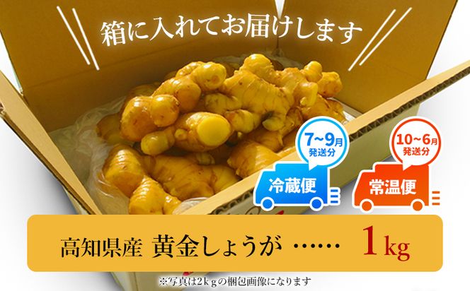 黄金しょうが 約1kg 【7日程度で発送】 早い スピード発送 7日程度 早く 届くXnb-0009