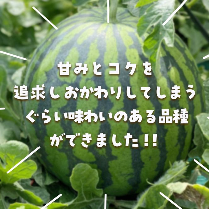 【先行予約・2027年6月下旬頃より発送】娘SUN 1玉 SMAF007
