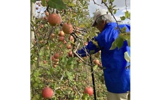 【射水のおいしい果実】【林檎】くろだ農園の池多りんご 5kg大玉（14～16個／箱） ※離島・沖縄県への配送不可 ※2025年11月下旬～2026年1月中旬頃に順次発送予定