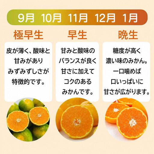 【先行予約】訳あり 愛媛みかん 5kg 人気 みかん 冬 秋 旬 厳選 光センサー選果 柑橘 かんきつ 果物 くだもの 国産 フルーツ スイーツ デザート ご褒美 みかん 蜜柑 大小 サイズ ミックス 不揃い 傷 温州 温州みかん 美味しい 農家直送 地場産品 こだわり みかん職人武田屋 愛媛県 愛南町