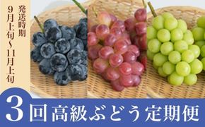 ［3回定期便］ 高級ぶどう食べ比べ定期便 約1kg × 3回 合計約3kg ［小布施屋］ フルーツ 果物 くだもの ぶどう 葡萄 ブドウ クール便 冷蔵 お楽しみ ナガノパープル クイーンルージュ® シャインマスカット 令和7年産 【2025年9月上旬～11月上旬発送】 ［J-7］