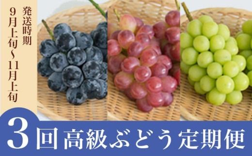 ［3回定期便］ 高級ぶどう食べ比べ定期便 約1kg × 3回 合計約3kg ［小布施屋］ フルーツ 果物 くだもの ぶどう 葡萄 ブドウ クール便 冷蔵 お楽しみ ナガノパープル クイーンルージュ® シャインマスカット 令和7年産 【2025年9月上旬～11月上旬発送】 ［J-7］