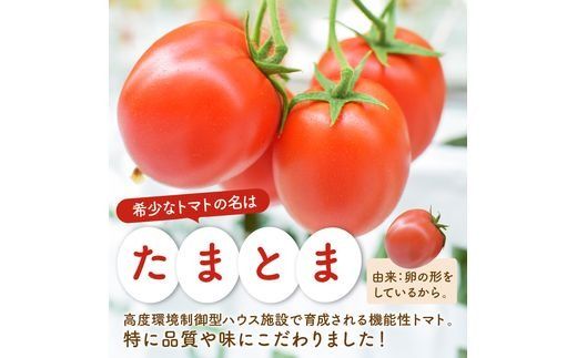 【限定出荷】"たまとま"＋カラーミニトマト(約4kg)[定期便2回]《 野菜 トマト ミニトマト カラートマト 定期 定期便 2回 送料無料 おすすめ 美味しい セット とまと ふるさと納税 》【2403C12103】