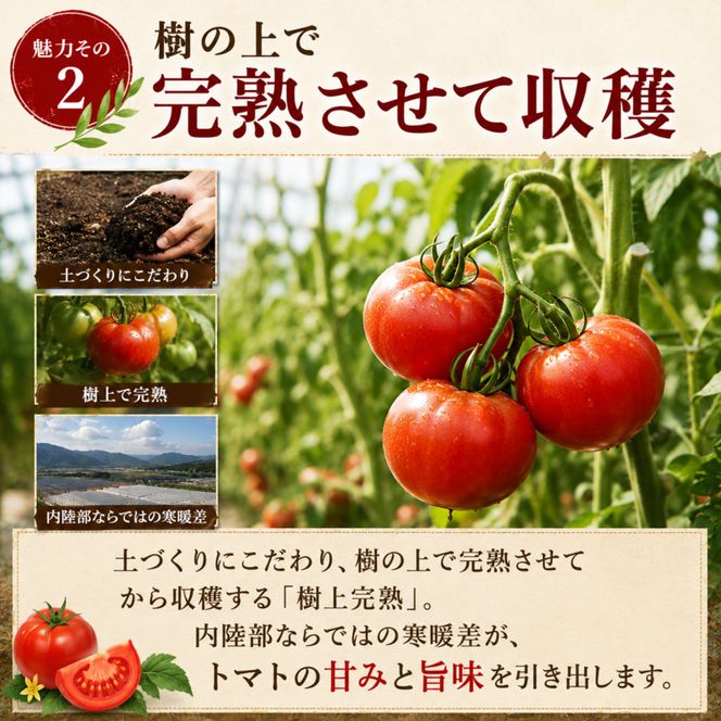 「加西産とまと」を使ったトマト & 牛すじカレー レトルトカレー 5箱 カレー 中辛 野菜/とまと やさい セット