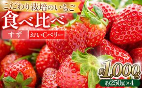 こだわり栽培 いちご 【食べ比べ】約1kg すず＆おいCベリー（各2パック）【2026年1月下旬～2026年4月末までお届け】 232238_DS007
