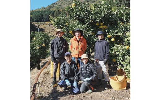 【先行予約】☆至高の柑橘　高知産 土佐文旦☆ M  28玉入【家庭用】〈2027年1月下旬頃より順次発送〉ぶんたん ブンタン 果物 柑橘 フルーツ お取り寄せ おいしい 美味しい 故郷納税【TAMURAKAJUEN】