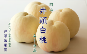 桃 2026年 先行予約 井頭 白桃 4～6玉入り 1.5kg規格箱 もも モモ 岡山県産 国産 フルーツ 果物 ギフト 井頭栄果園 [№5735-1143]