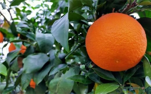 【先行予約】【家庭用】岬まどんな 5kg ※離島への配送不可 （2026年11月25日より順次発送） IKTA033