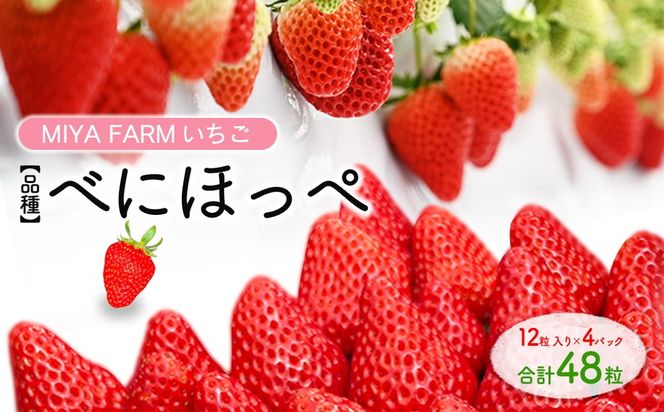 【先行予約】MIYAFARM いちご（品種：べにほっぺ）12粒入り×4パック 合計 48粒 ※北海道・沖縄・離島への配送不可 ※2027年1月中旬～5月下旬頃に順次発送予定