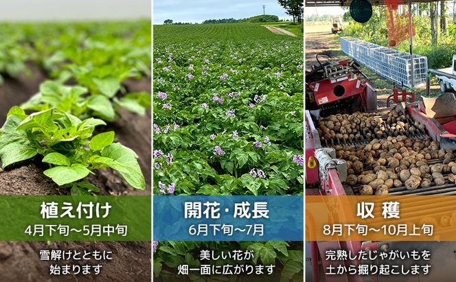 先行予約/2026年秋発送 北海道 十勝 幕別産 じゃがいも さやか 約10kg 【横山農園】 野菜 根菜 食材 しっとり 崩れにくい 煮込み料理 炒め物 肉じゃが カレー シチュー 北海道のジャガイモ