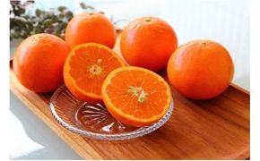 ZS6115n_主井農園 セミノール 【訳あり 家庭用】 7kg